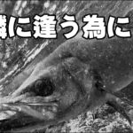 サラシに舞う銀鱗に逢う為に【ヒラスズキ】