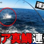 おかっぱりから真鯛&ヒラスズキ連発!!　海が確変突入してます。。。