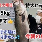 【魚市場】【ヒラスズキ捌きます】【時化です💦】今朝の魚市場1月19日火曜日の水揚げ状況！