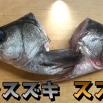 大衆魚スズキと幻のヒラスズキを比較 【900円vs3100円】