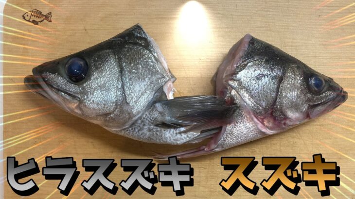 大衆魚スズキと幻のヒラスズキを比較 【900円vs3100円】