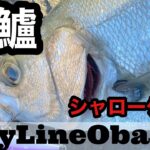 【長崎県】極寒のヒラスズキ　どシャローゲーム！！　PlayLineObama