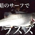 真っ暗のサーフでヒラスズキを釣る