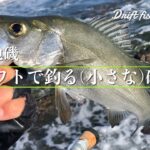 凪の地磯　小さなフライのドリフトでヒラスズキを釣る