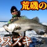 ひたすらヒラスズキが釣れまくる！