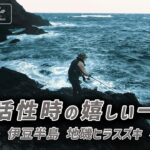 伊豆の地磯でヒラスズキを釣るまでの1日。