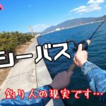 久しぶり‼️2月シブい時期の湾奥シーバス、これが、大体釣り人の日常です