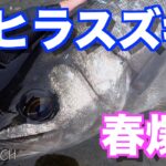 【ロックショア】磯ヒラ春爆開幕戦！？春の磯でヒラスズキを狙う！