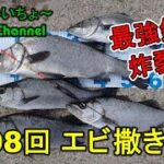 エビ撒き釣りでヒラスズキ♪(二日分)