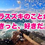 ブローウィン って最高じゃん！ 【 鹿児島 磯 ヒラスズキ 】ヒラスズキが見えた後はご用心！