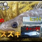 【幻のヒラスズキ】和歌山県ロックショア実釣動画　　ヒット！バラシ・・・キャッチ！水中動画！