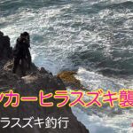 〜静岡県東伊豆釣行〜ランカーヒラスズキ襲来！？(春2021)