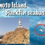 大型連発!!! 神子元島ヒラスズキゲーム 前編　 Mikomoto Island blackfin seabass game part.1