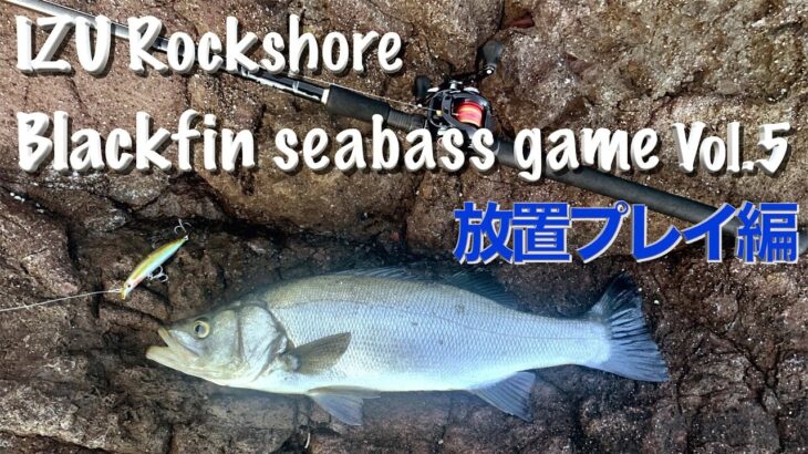 [放置プレイ編] 伊豆 Rock Shore ヒラスズキゲーム ハイライト vol.5