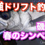 【ロックショア】磯ヒラ春のシンペン祭！ ドリフト釣法でヒラスズキを攻略