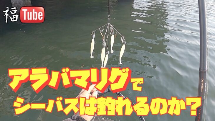 【アラバマリグ】でシーバスは釣れるのか❓