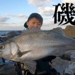 【房総半島】釣り旅をしたらヒラスズキが爆釣したよ