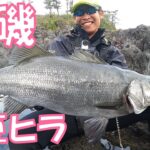 【ヒラスズキ】春の伊豆半島で荒磯の王者を釣り上げろ！