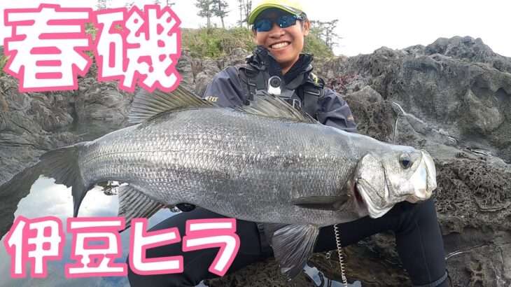 【ヒラスズキ】春の伊豆半島で荒磯の王者を釣り上げろ！