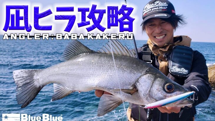 サラシが薄くても釣れる！馬場走の凪ヒラスズキ攻略法！！