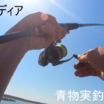 21カルディア　青物で実釣インプレします！　 ロッドは シーバスハンターX 106M・Rを使用