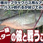 【シーバス】利根川でブラックバス用ルアーでシーバスが釣れるか試してみたらまたメーター級モンスターの彼と戦うことに…