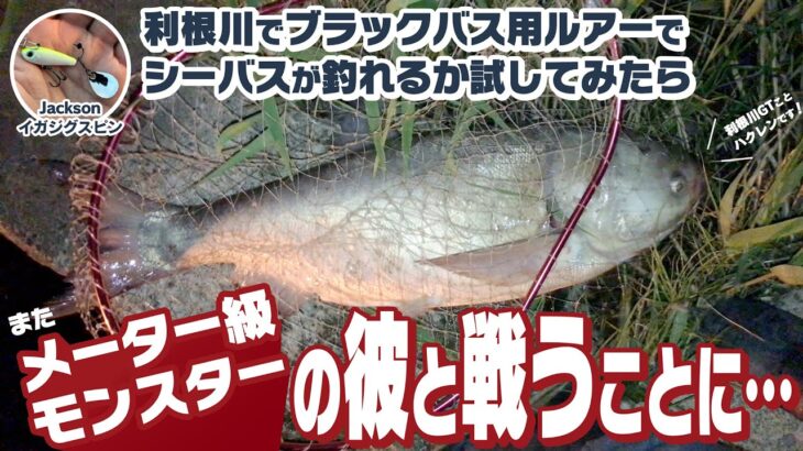 【シーバス】利根川でブラックバス用ルアーでシーバスが釣れるか試してみたらまたメーター級モンスターの彼と戦うことに…