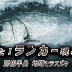 春のランカーヒラスズキ、まさかのバッタリ遭遇事案。