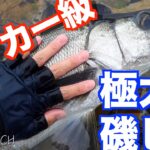 【ロックショア】記録更新のランカー級ヒラスズキ捕獲！ヒラスズキにはやっぱりあのルアー！？