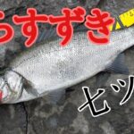 【ヒラスズキ】佐賀県屈指の荒磯『七ツ釜』で荒磯の王者ヒラスズキを狙う！2時間釣行でサクッと釣ろう。2021.4.24