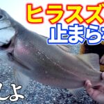 【サーフの釣り】サーフでヒラスズキが無双バイト!その釣り方とは…！？Seabass