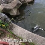 シーバス蘇生【霞ヶ浦　北浦　鰐川　バス釣り】