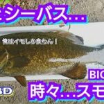 yasu シーバス…時々BIGスモール/ドリフトミノー/川バス釣り/川スモールマウスバス/BASS FISHING/2021年6月