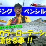 シンキングペンシルでヒラスズキを3倍釣るコツは浮遊感とカラーローテーション!!