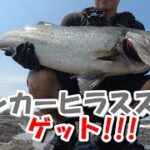 ランカーヒラスズキへの挑戦　No.6【対馬】ついにこの時がやってきた!!!