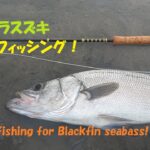 磯のヒラスズキをフライフィッシングで狙う！【フライフィッシング】blackfin seabass fishing on fly!