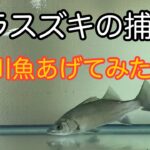 ヒラスズキの捕食！川魚あげてみた！シーバス淡水飼育！