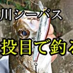 埼玉の荒川シーバス、ド素人が狙ってみる