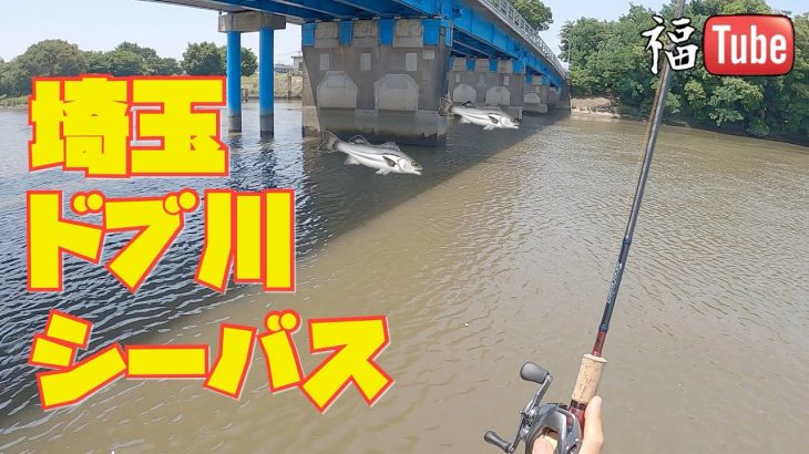 埼玉ドブ川シーバス釣り❗️