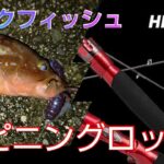 シーバスロッドで「ロックフィッシュ」をしながらロッドの話 #ロックフィッシュ #アコウ #キジハタ #DAIWA #HRF #シマノ #ディアルーナ