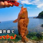 シーバスロッドでロックフィッシュ！ アコウ（キジハタ）狙い。８月の福井県。