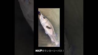 バス釣り中にランカーシーバス登場！