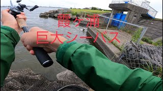 霞ヶ浦水系 巨大シーバスとの死闘[霞ヶ浦　バス釣り　シーバス]