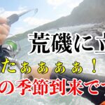 台風後、青物の季節到来か？！！荒磯で狙うヒラスズキ、青物。