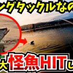 マゴチ＆シーバス狙いでまさかの巨大怪魚がヒット!!エギングタックルで怪魚を掛けたらこうなる…