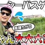 【大野川】初秋リバーシーバスゲームで半ちゃん大大大苦戦！？【半沢幸多】