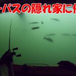 シーバスがいつもの10倍以上★シーズン真っ最中