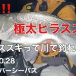 ヒラスズキが川で釣れる⁉南紀のポテンシャル！【2021.10.29熊野川リバーシーバス】