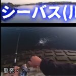 相模川でシーバス釣り【2021年10月】