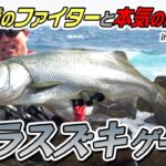 [Tide Minnow]熊本県天草のヒラスズキゲーム／穐山ジェレミー豪